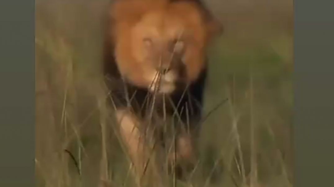 Dark Mane Lions at the Serengeti