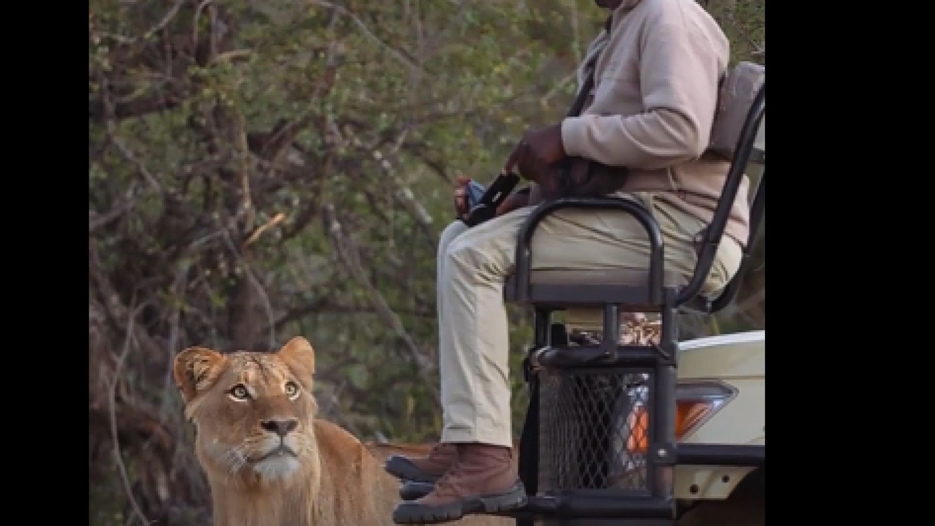 Close encounter with a lion at a safari