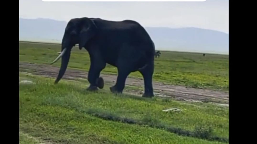 Massive elephant at the Serengeti National Park